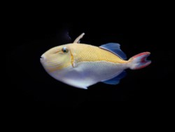 Golden Back Trigger (Juvi.)