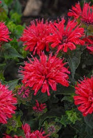 Pardon My Cerise Beebalm (Monarda), 1 gallon