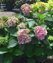Froggie Hydrangea, 2 gallon