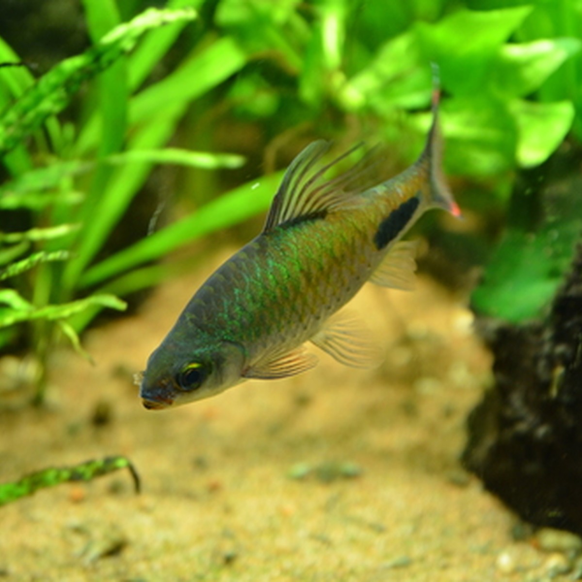 Filamentosus Barb