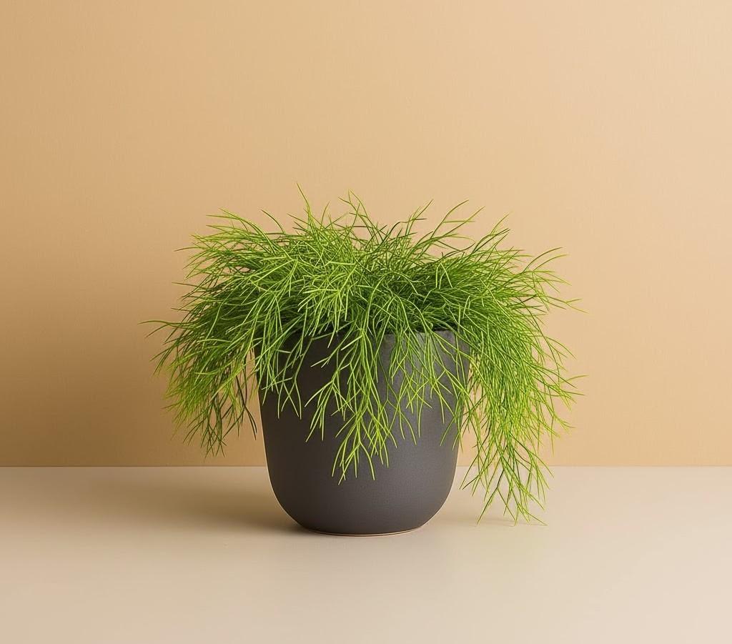 Rhipsalis Baccifera - Mistletoe Cactus - 1x Plug Plant - Easy Care Succulent