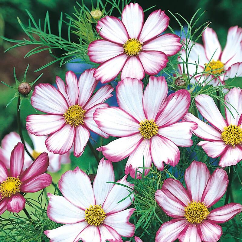 Cosmos Candy Stripe - 2x Plug Plants