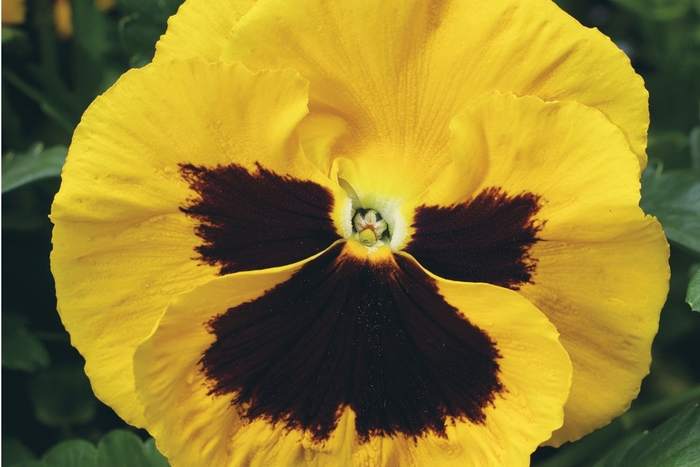 Pansy Cool Wave Quart