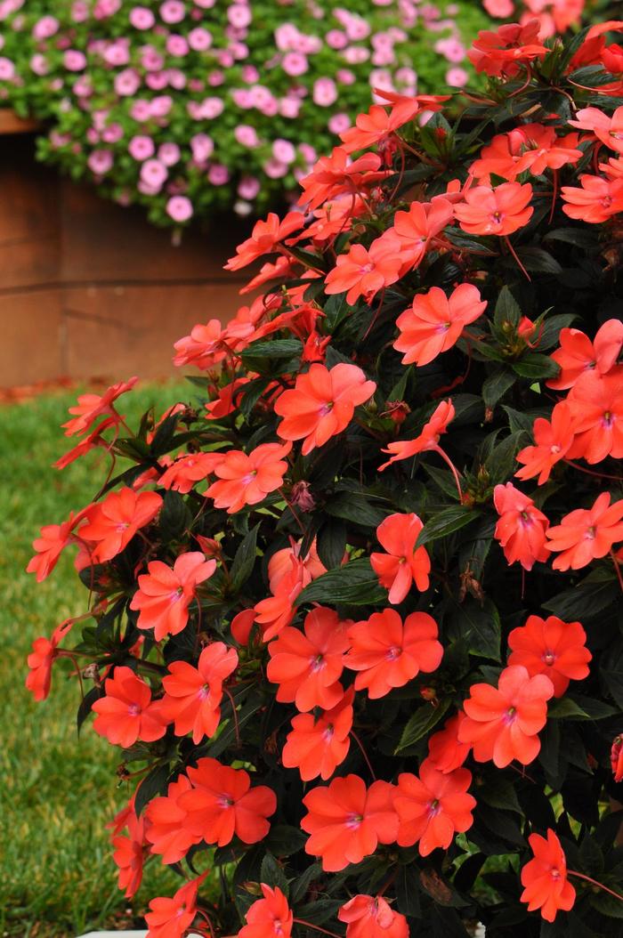 Sunpatiens Sunpatio Purple Quart