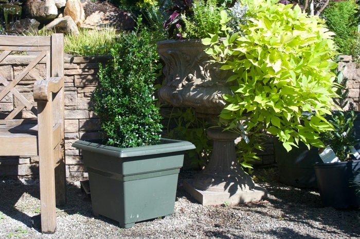 Boxwood Sempervirens pyramid 15 Gal 30-36"