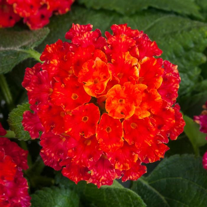 Lantana Bandana Cherry Sunrise 1 Gal