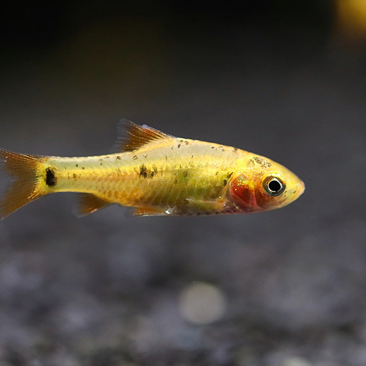 Gold Barb