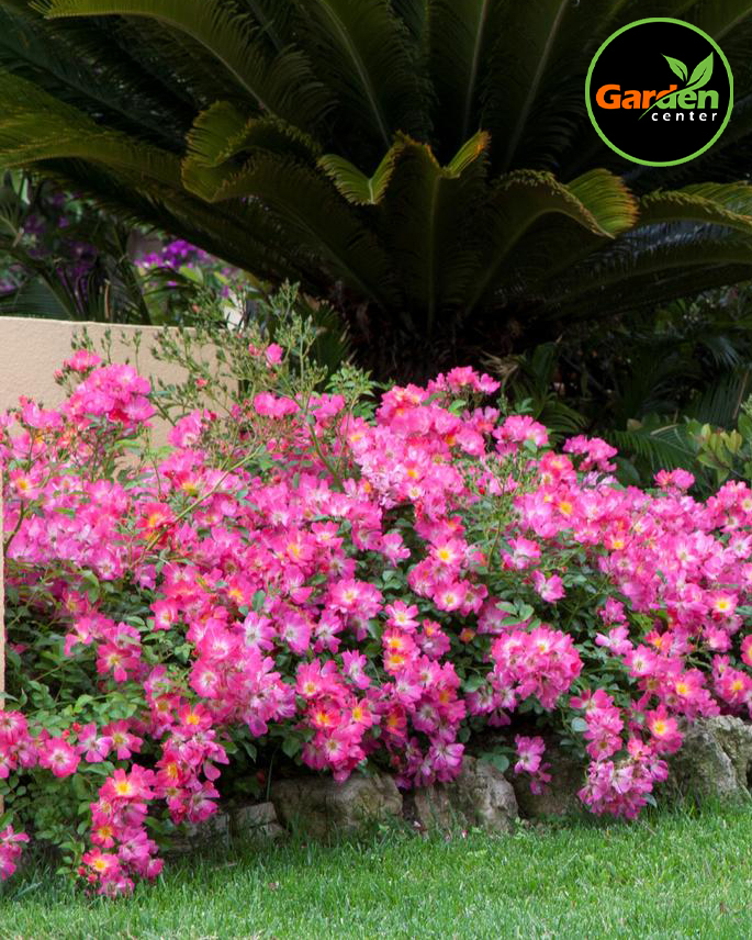 Groundcover Rose Pink Drift® at Garden Center of Las Cruces