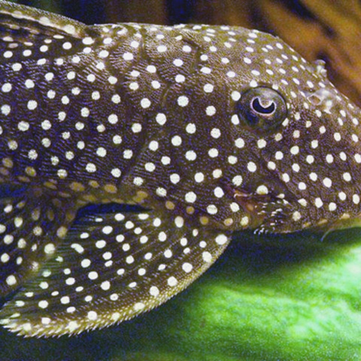 Gold Nugget Pleco L177