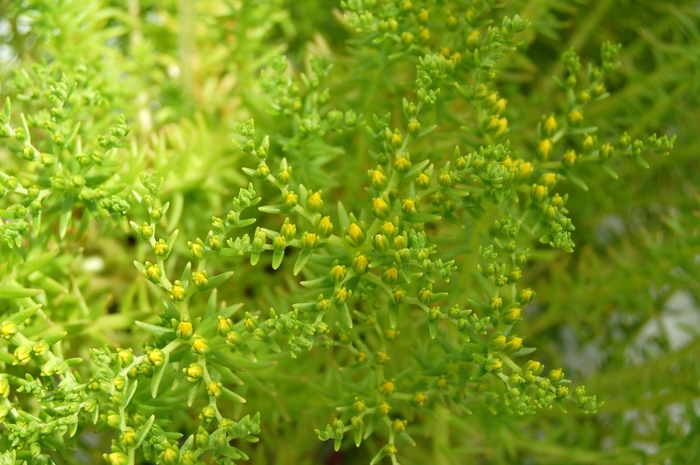Sedum Lemon Coral 1 Gal