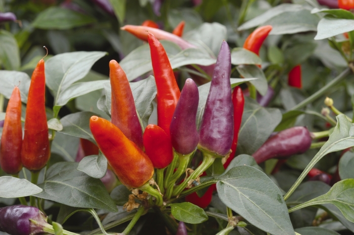 Ornamental Pepper Medusa Quart