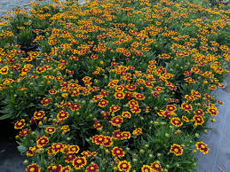 Uptick Red Coreopsis, 1 gallon