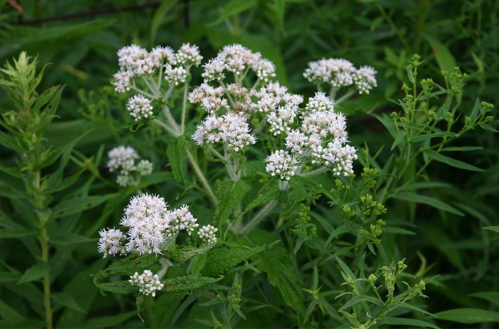 Boneset