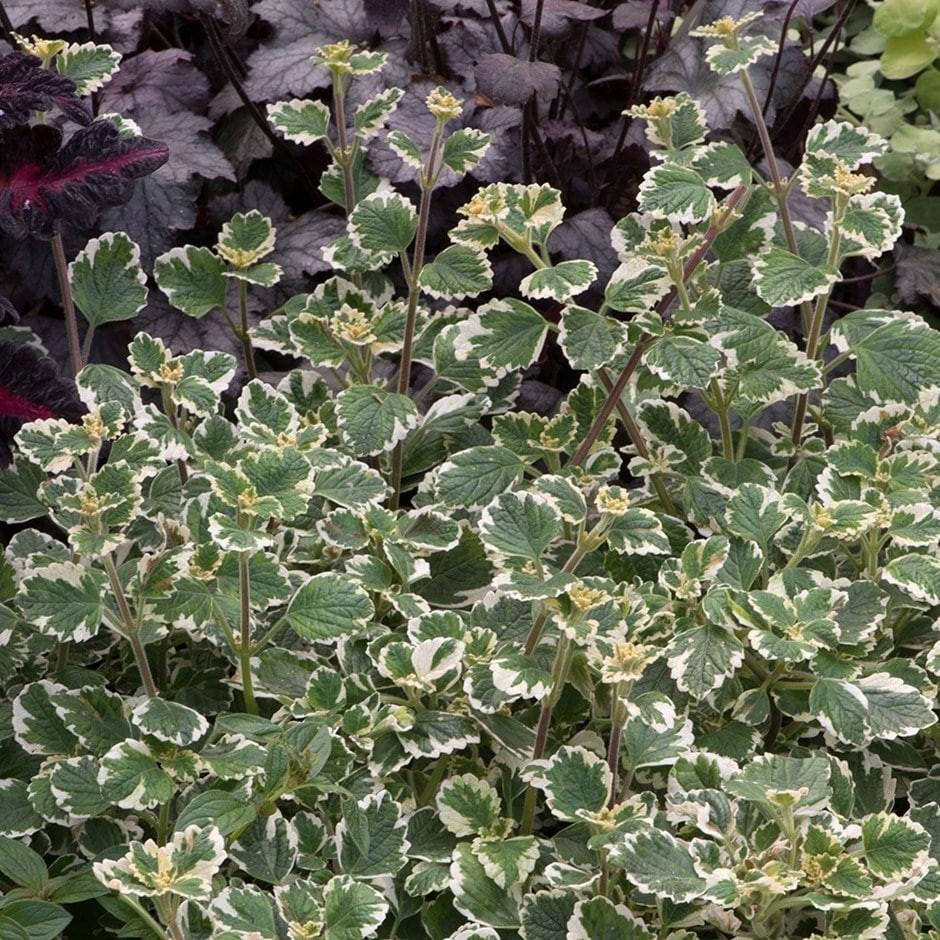 Variegated Swedish Ivy - Mini Plug Plant - Lovely Trailing Houseplant