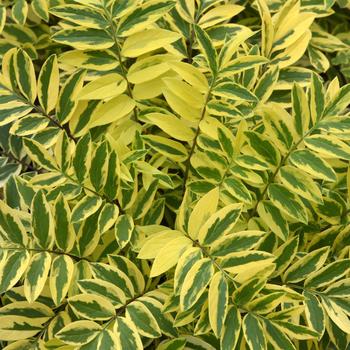 Jacob's Ladder Golden Feather 1 Gal