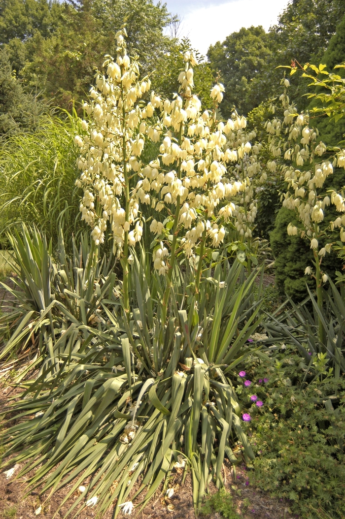 Yucca Bright Edge 3 Gal