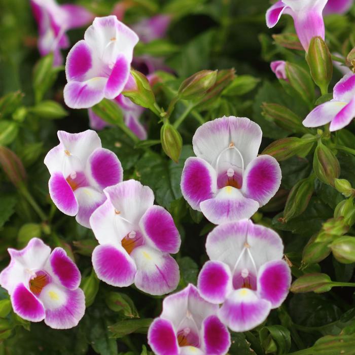 Torenia Summer Wave Gold Bouquet 10" HB