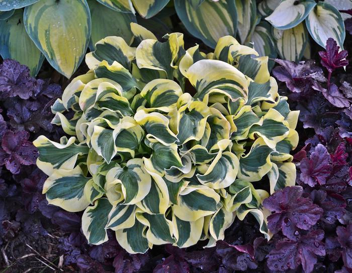 Hosta Minuteman 2 Gal