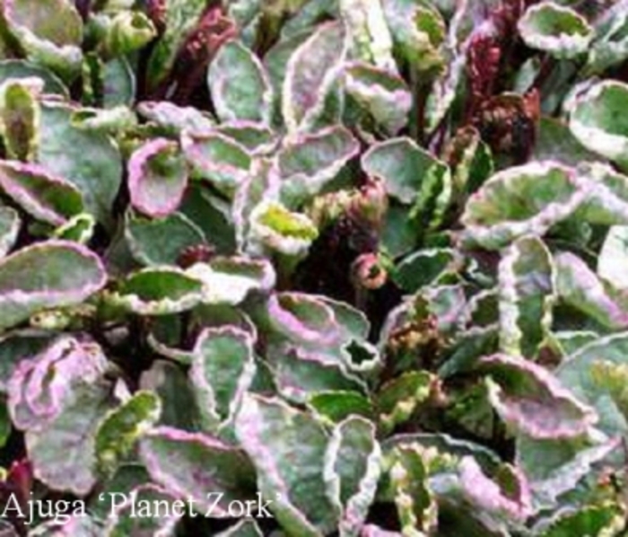 Ajuga Princess Nadia Quart