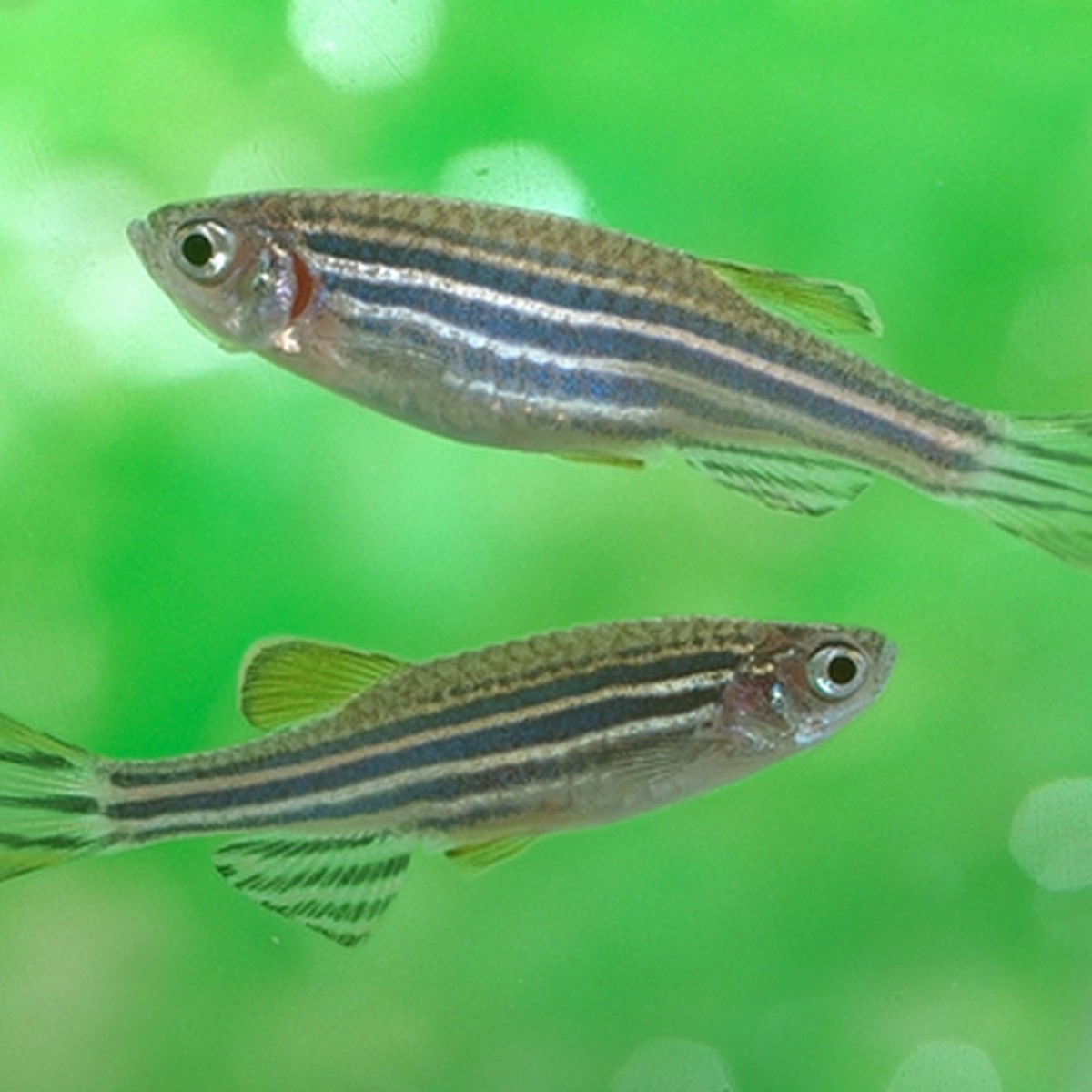 Leopard Danio