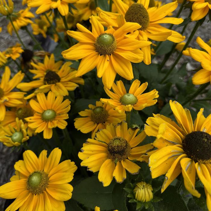 Black Eyed Susan Autumn Color 1 Gal