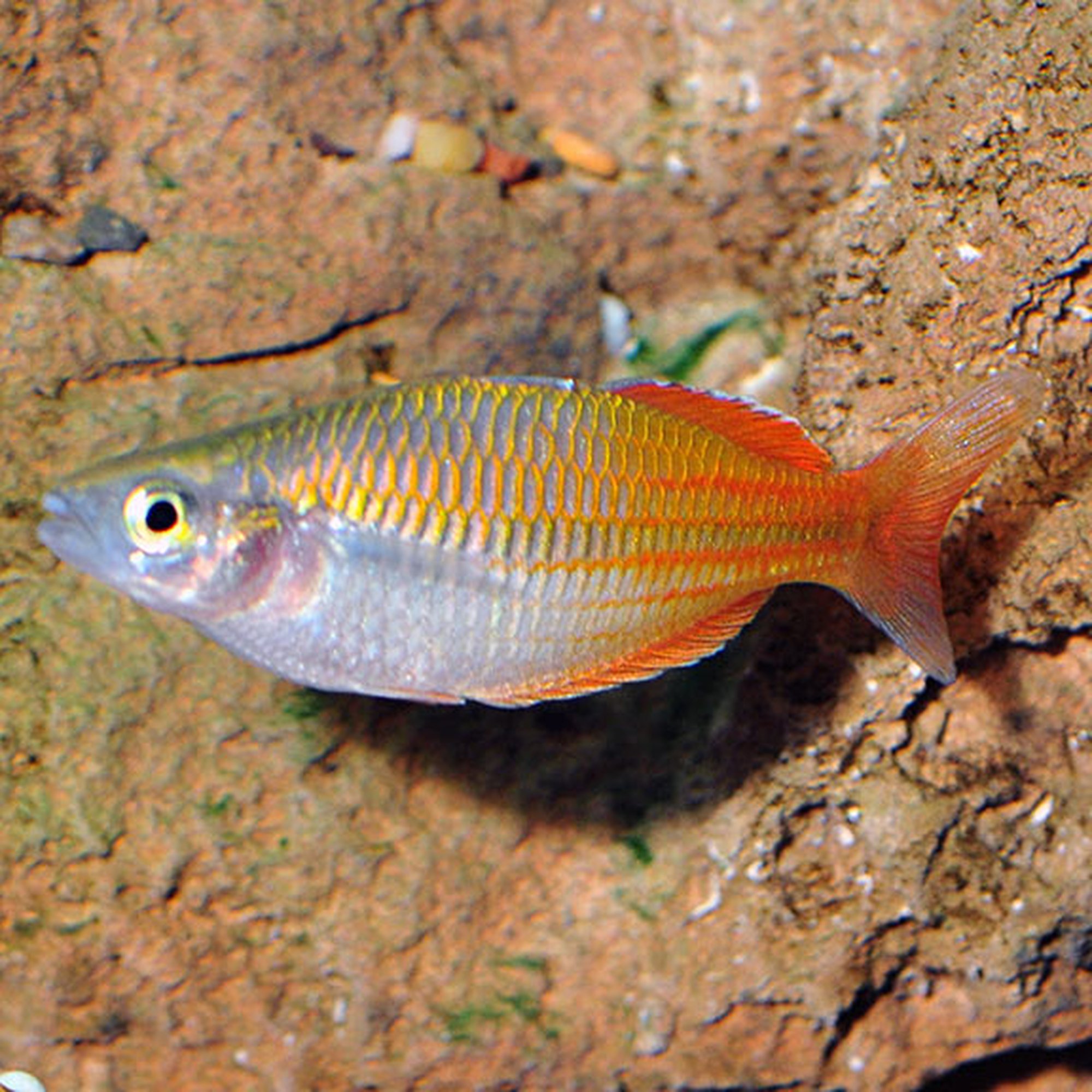 Celebes Rainbow