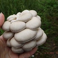 Oyster Mushroom Growing Kit makes it Easy to Grow Your Own FRESH Mushrooms!