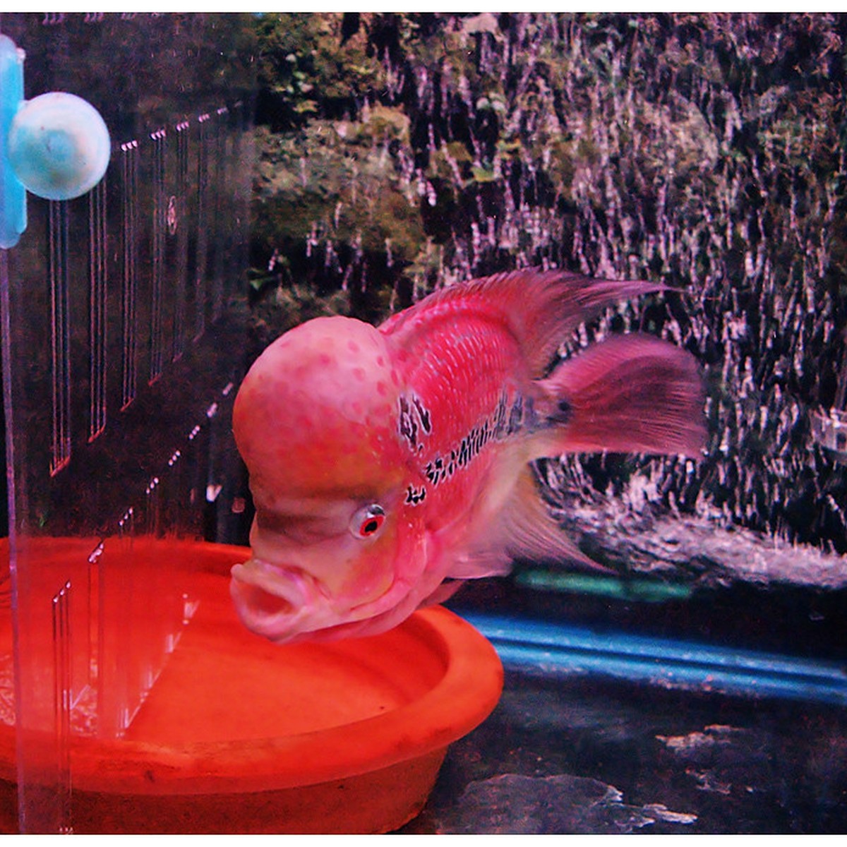Warrior Flowerhorn