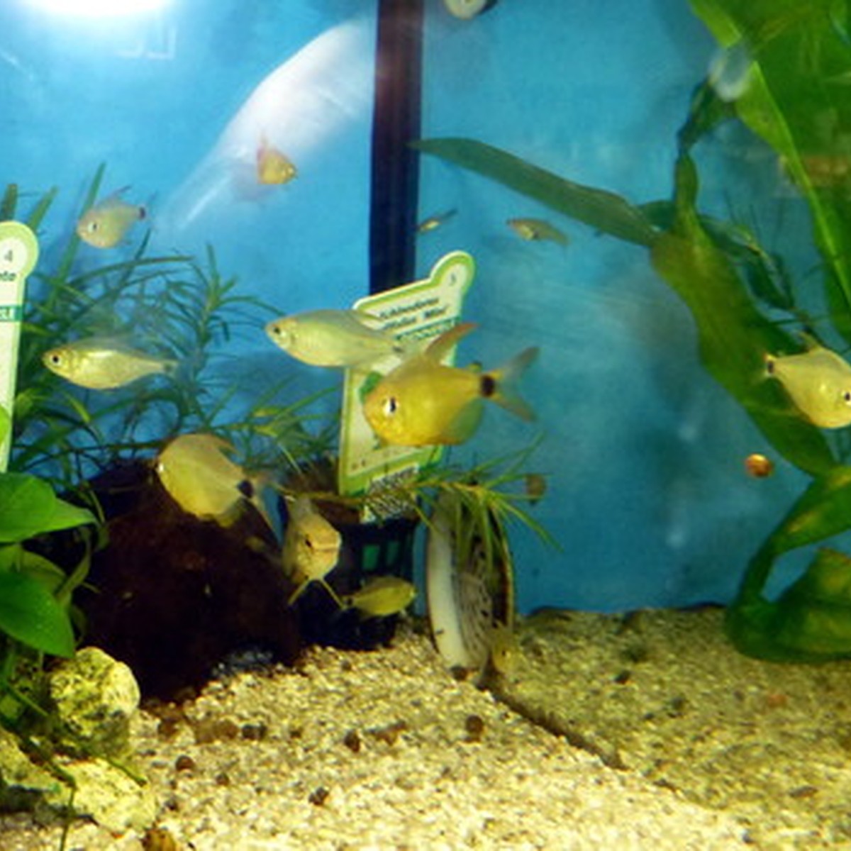 Kitty Tetra