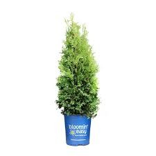 Private Jet Arborvitae (Thuja), 3 gallon