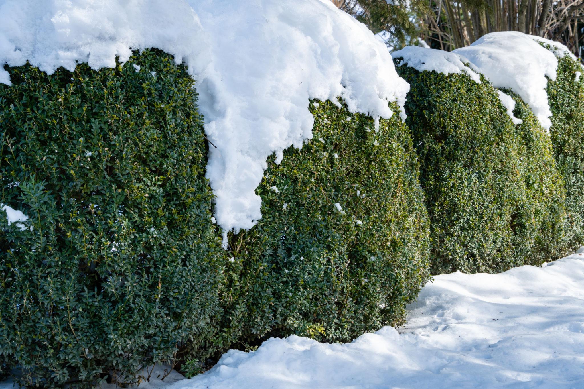 Buxus Micro. 'Winter Gem'