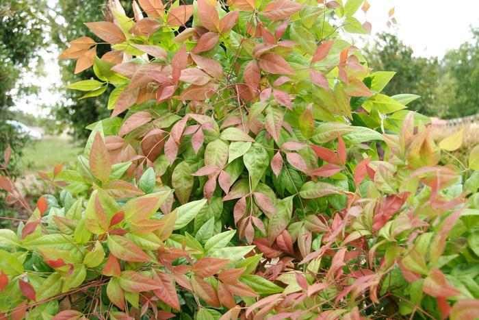 Nandina Compacta 3 Gal
