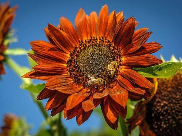 Red Sun Sunflower - Plug Plants - 2x - Unusual Variety