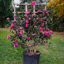 Rose of Autumn Camellia, 2 gallon Espalier