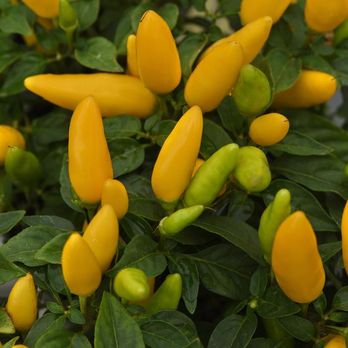 Ornamental Pepper Acapulco Multi Color Quart