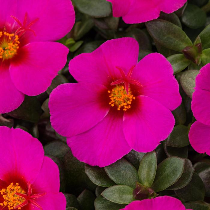 Purslane Colorblast Double Yellow 10" HB