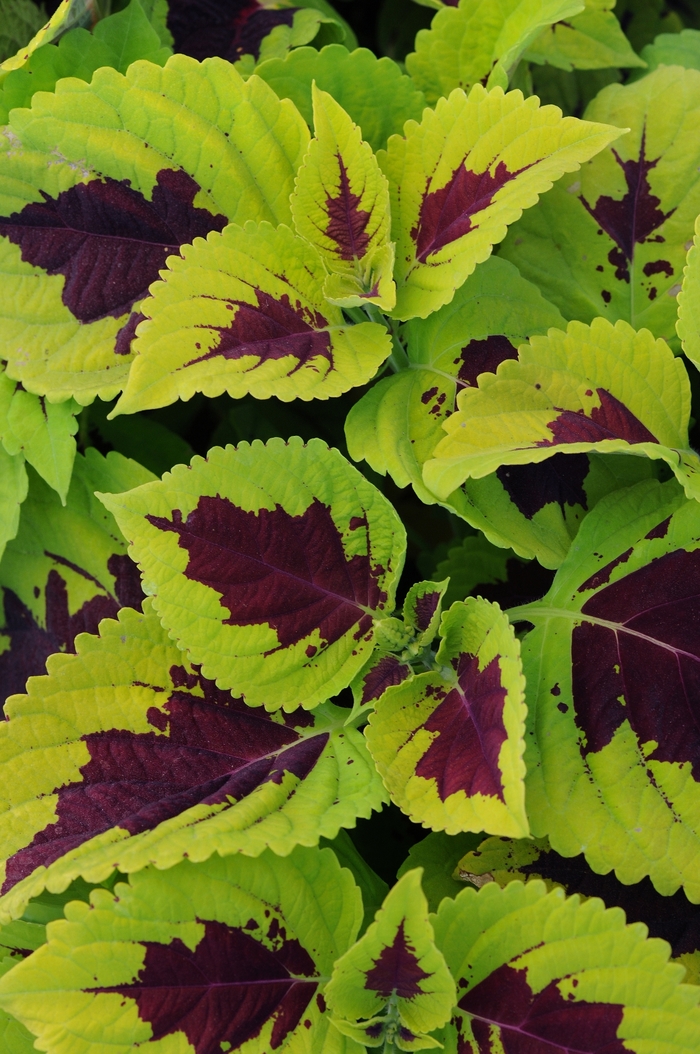 Coleus Kong Mosaic Quart