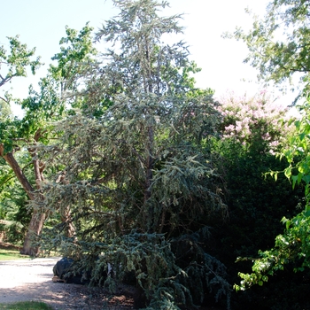 Atlas Cedar 7-8 ft 45 Gal