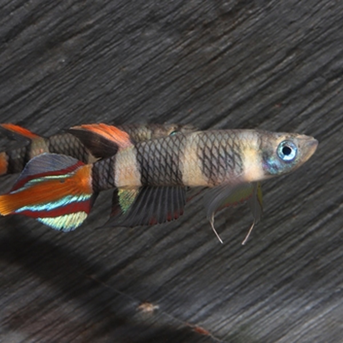 Clown Killifish (photo 2 of 2)