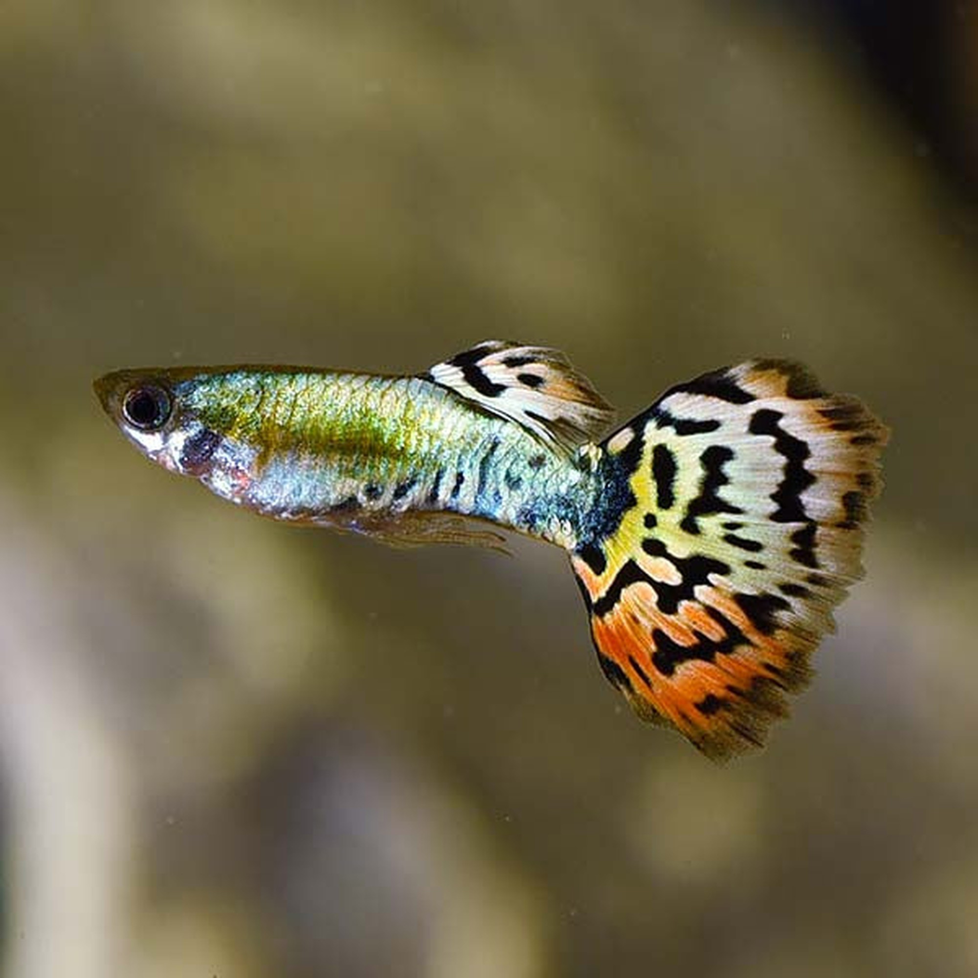 Leopard Guppy Pair