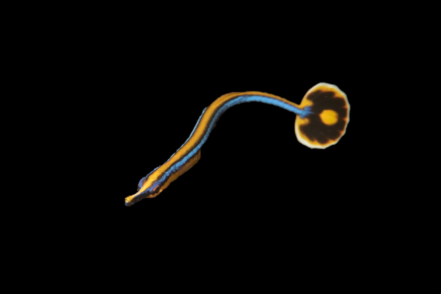 Blue Stripe Pipefish