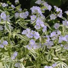 Stairway to Heaven Jacob's Ladder (Polemonium), 1 gallon