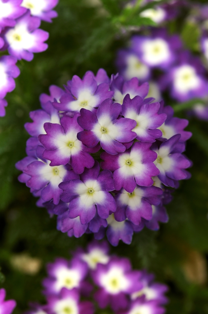 Verbena Endurascape Blue Quart
