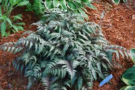 Japanese Painted Fern (Athyrium), 1 gallon