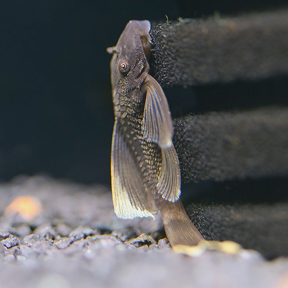 Long fin Green Dragon Pleco