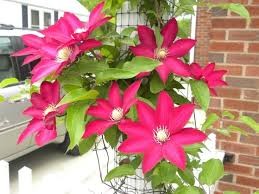 Cardinal Wyszynski Clematis, 1 gallon