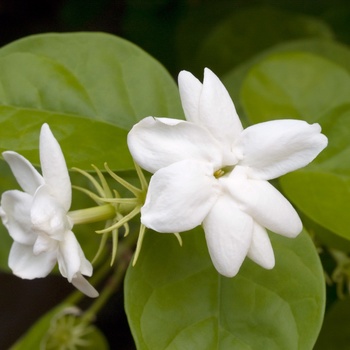 Jasmine Sambac 3 Gal