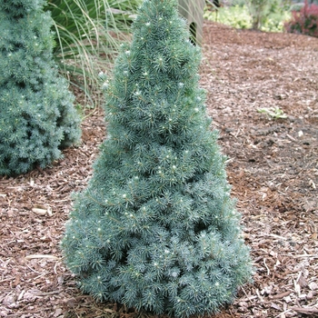 Dwarf Alberta Spruce 7 Gal