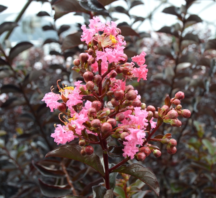 Crape Myrtle Enduring Fuchsia 7 Gal