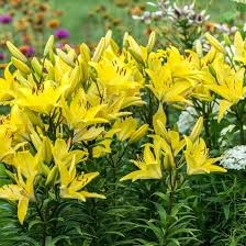 Summer Sun Asiatic Lily (Lilium), 1 gallon